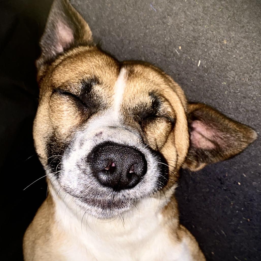 Enlarge Cowboy, a Adoptable Cardigan Welsh Corgi in Tyler, TX image 3/4