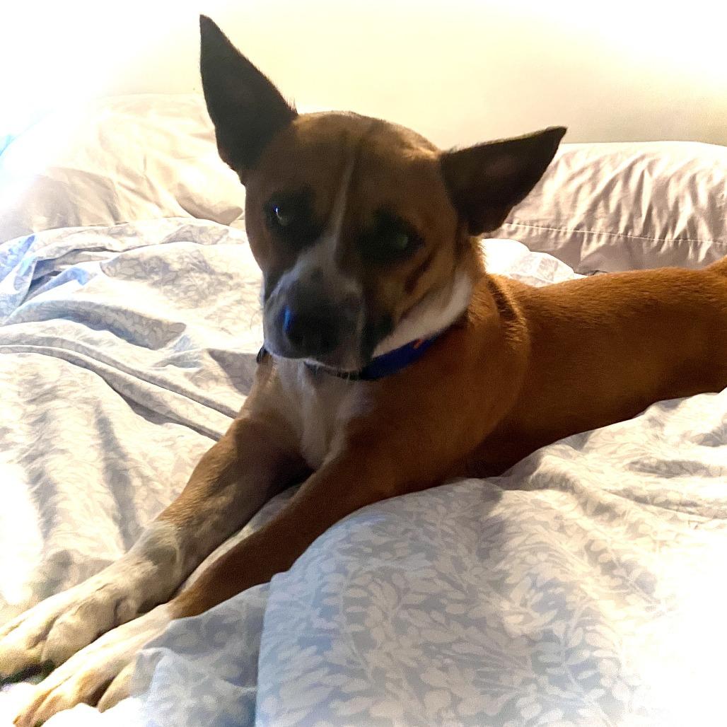 Enlarge Cowboy, a Adoptable Cardigan Welsh Corgi in Tyler, TX image 4/4