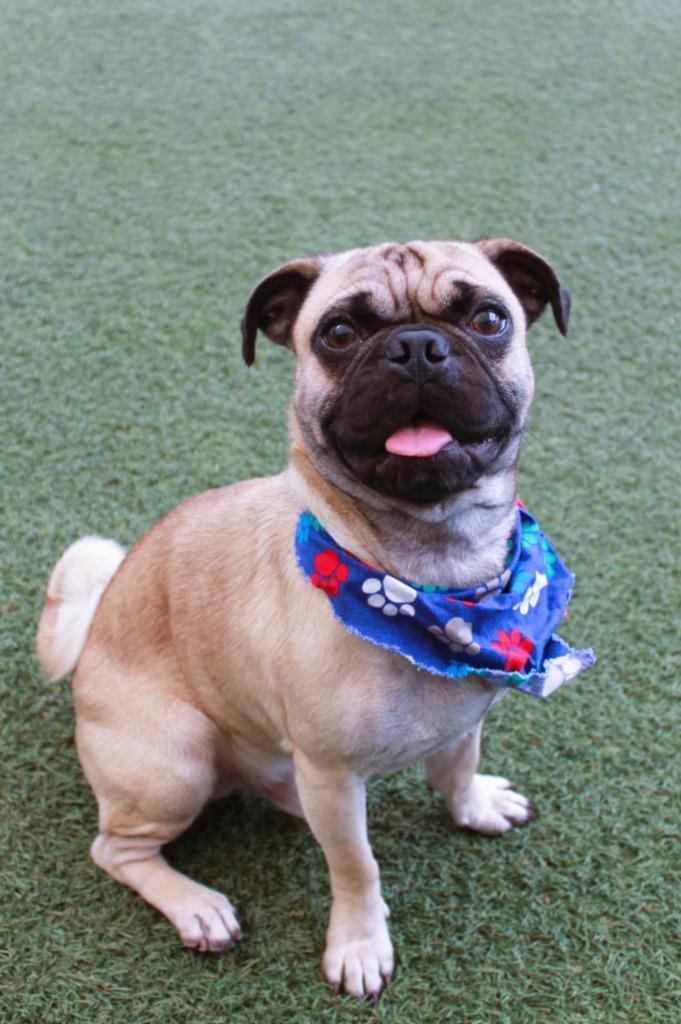 Gummy, Adoptable, Young Male Pug.