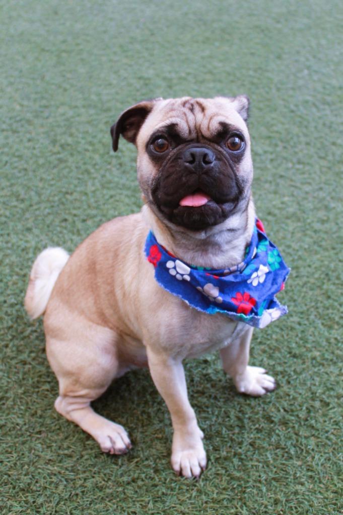 Gummy, a Adoptable Pug in Gardena, CA image 2/6