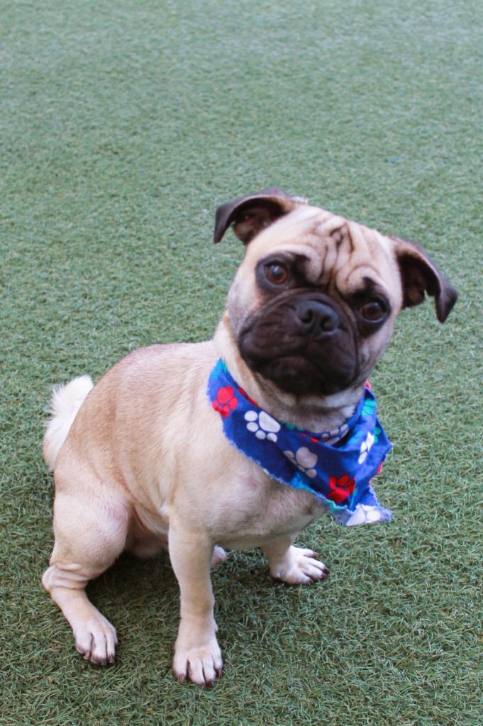 Gummy, a Adoptable Pug in Gardena, CA image 3/6