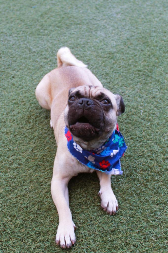 Gummy, a Adoptable Pug in Gardena, CA image 4/6