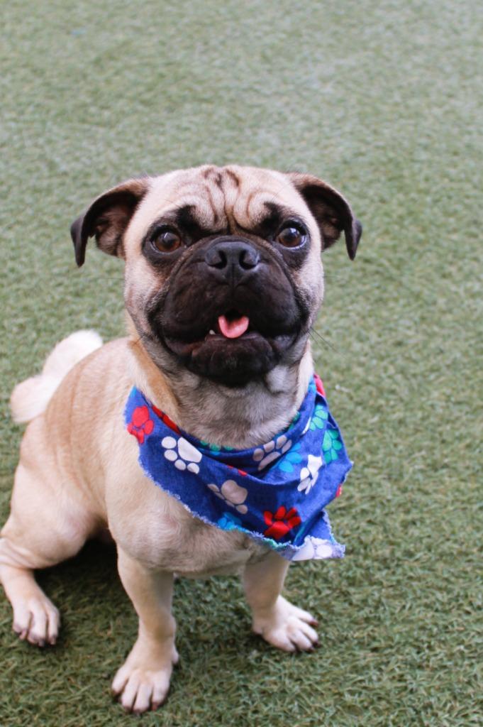 Gummy, a Adoptable Pug in Gardena, CA image 5/6