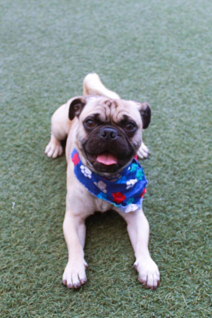 Gummy, a Adoptable Pug in Gardena, CA image 6/6