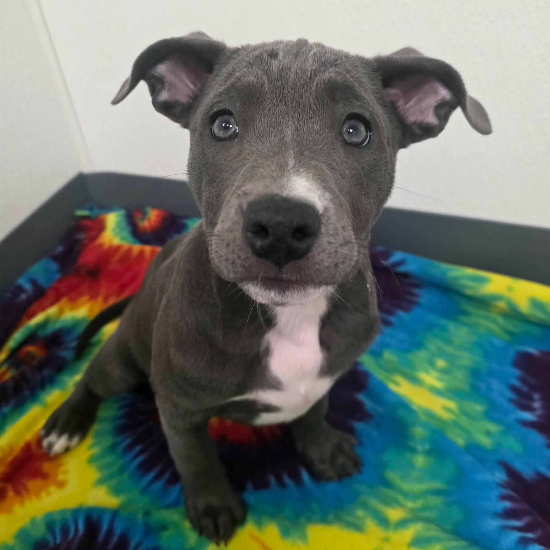 Enlarge Lilypad, a ADOPTABLE mixed breed in Bryan, TX image 3/4