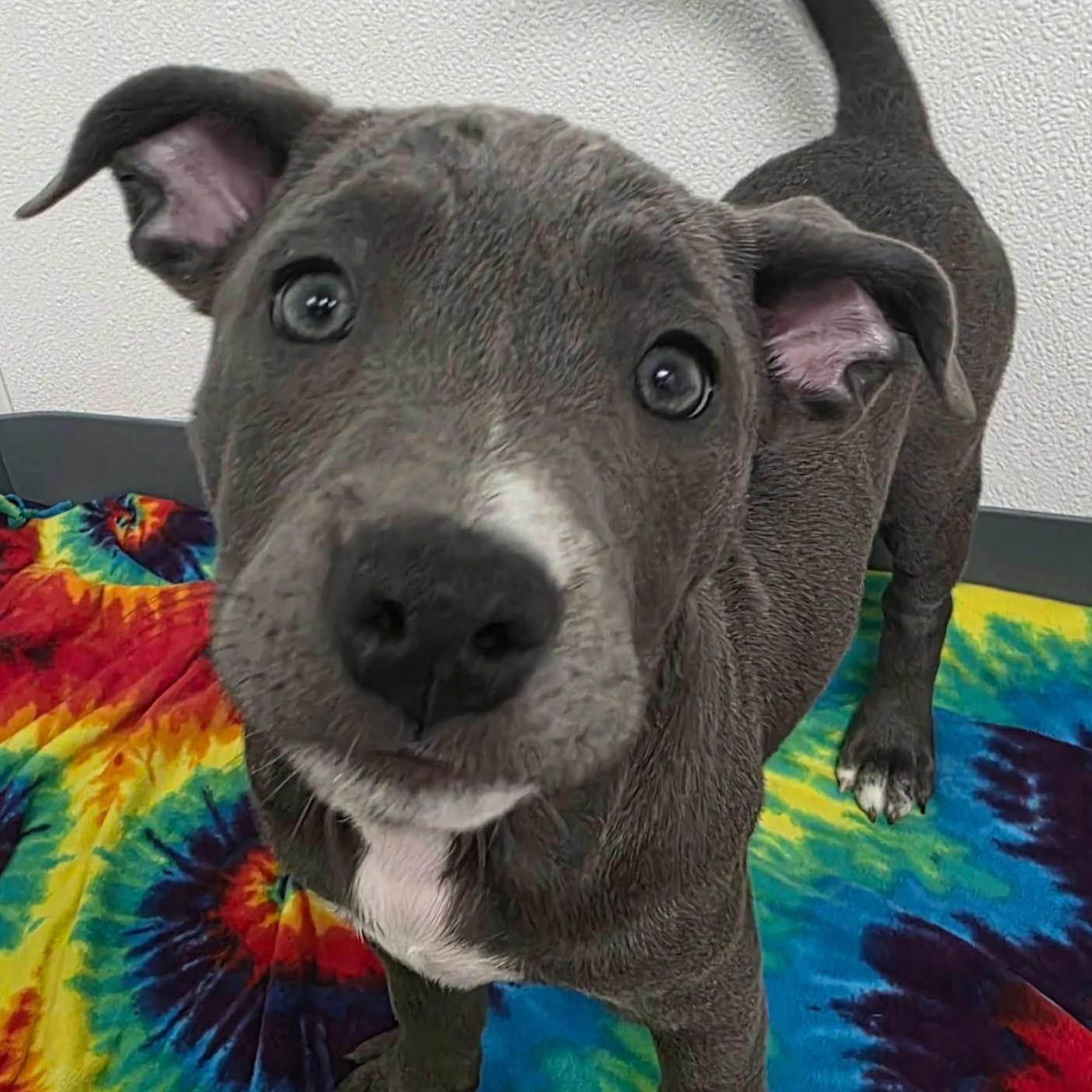 Lilypad, ADOPTABLE, Puppy Female Pit Bull Terrier & American Staffordshire Terrier.