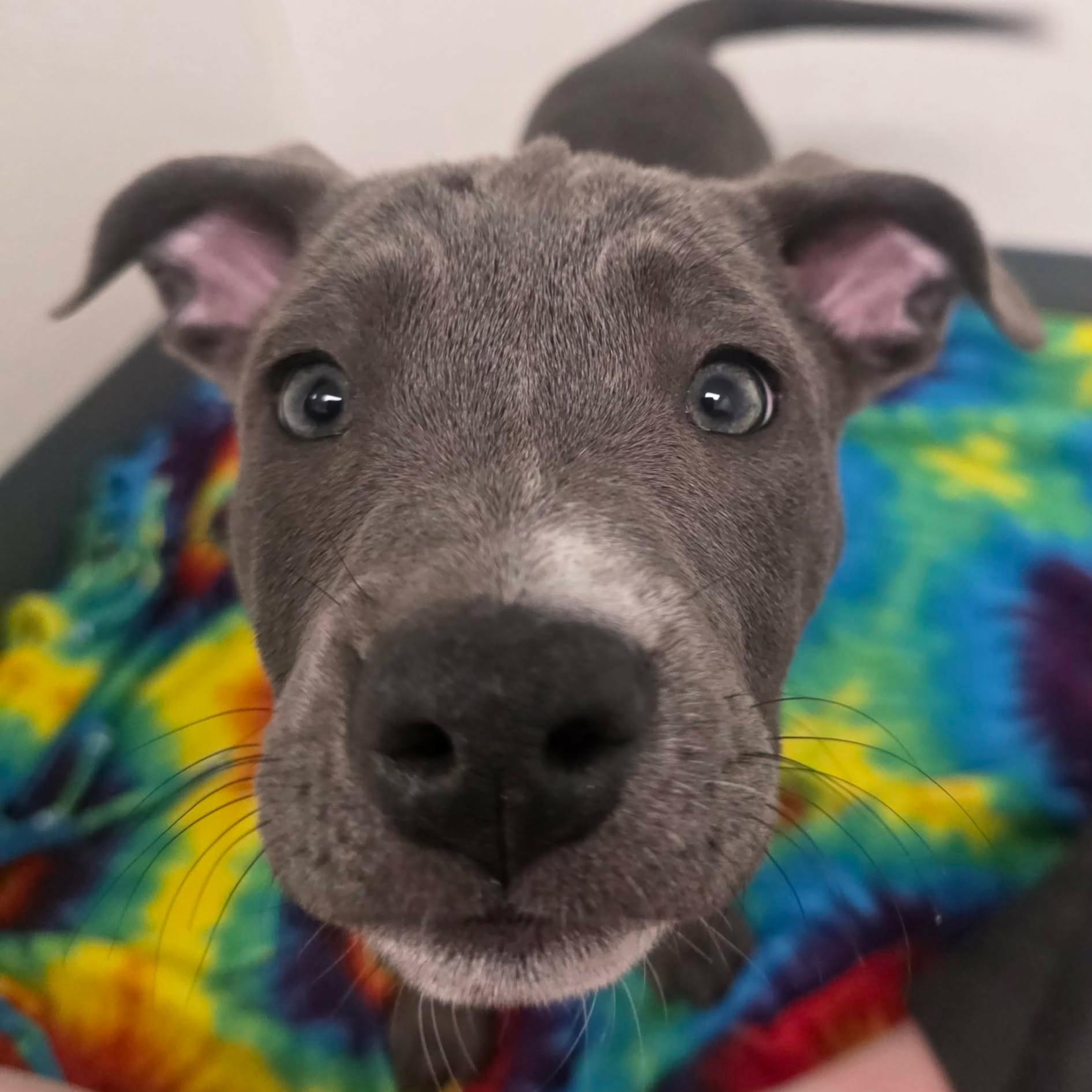 Enlarge Lilypad, a ADOPTABLE mixed breed in Bryan, TX image 2/4