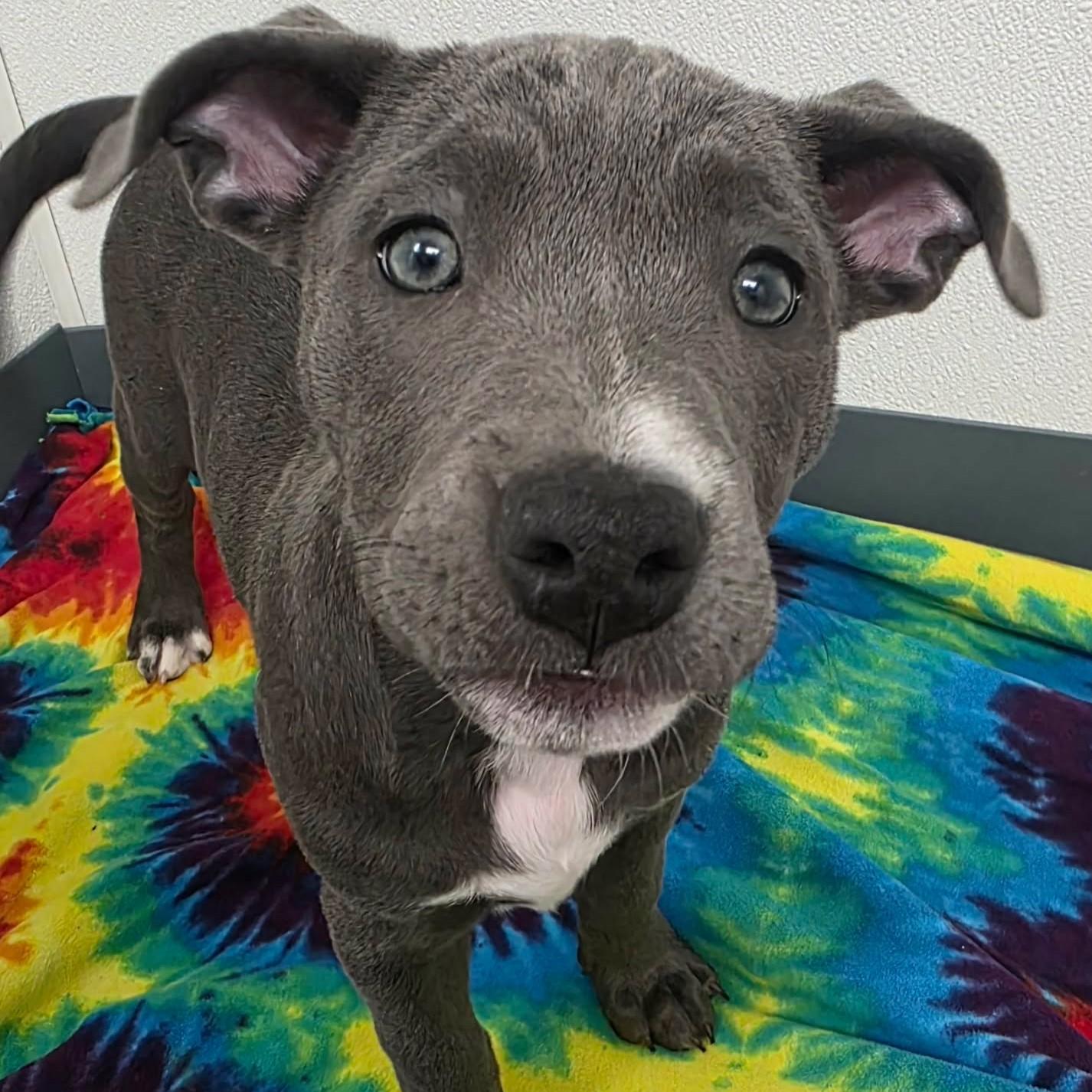 Enlarge Lilypad, a ADOPTABLE mixed breed in Bryan, TX image 4/4