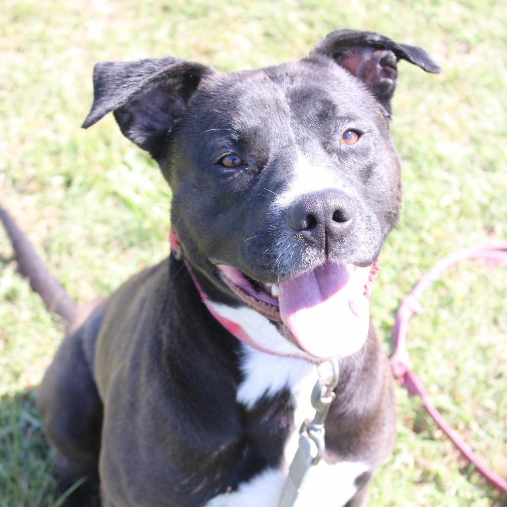 Enlarge Link, a Adoptable mixed breed in Cleveland, MS image 1/3