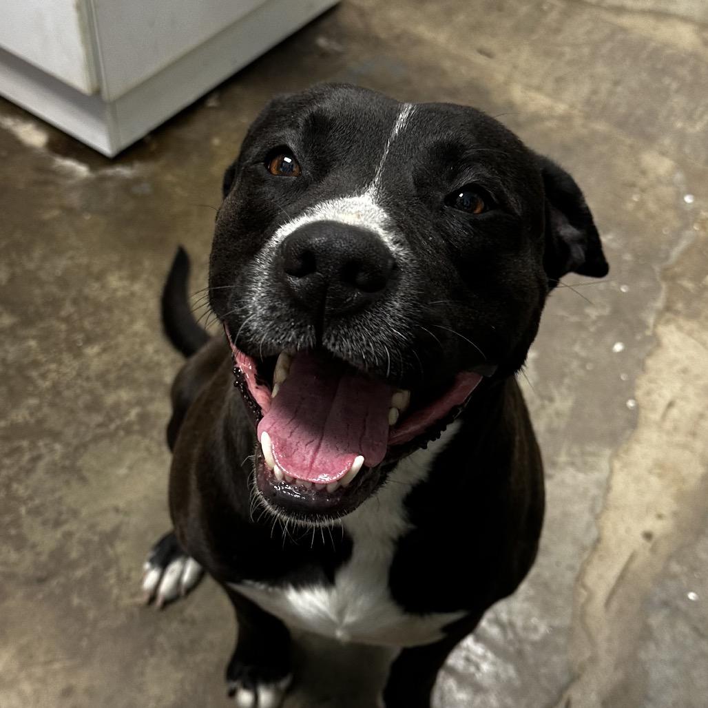 Enlarge Link, a Adoptable mixed breed in Cleveland, MS image 2/3