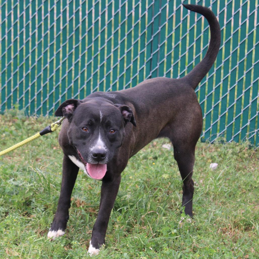 Enlarge Link, a Adoptable mixed breed in Cleveland, MS image 3/3