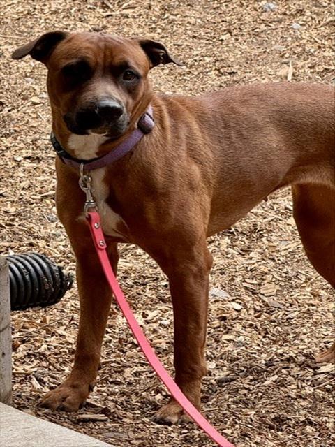 ZARA, Adoptable, Adult Female Pit Bull Terrier & Rottweiler.