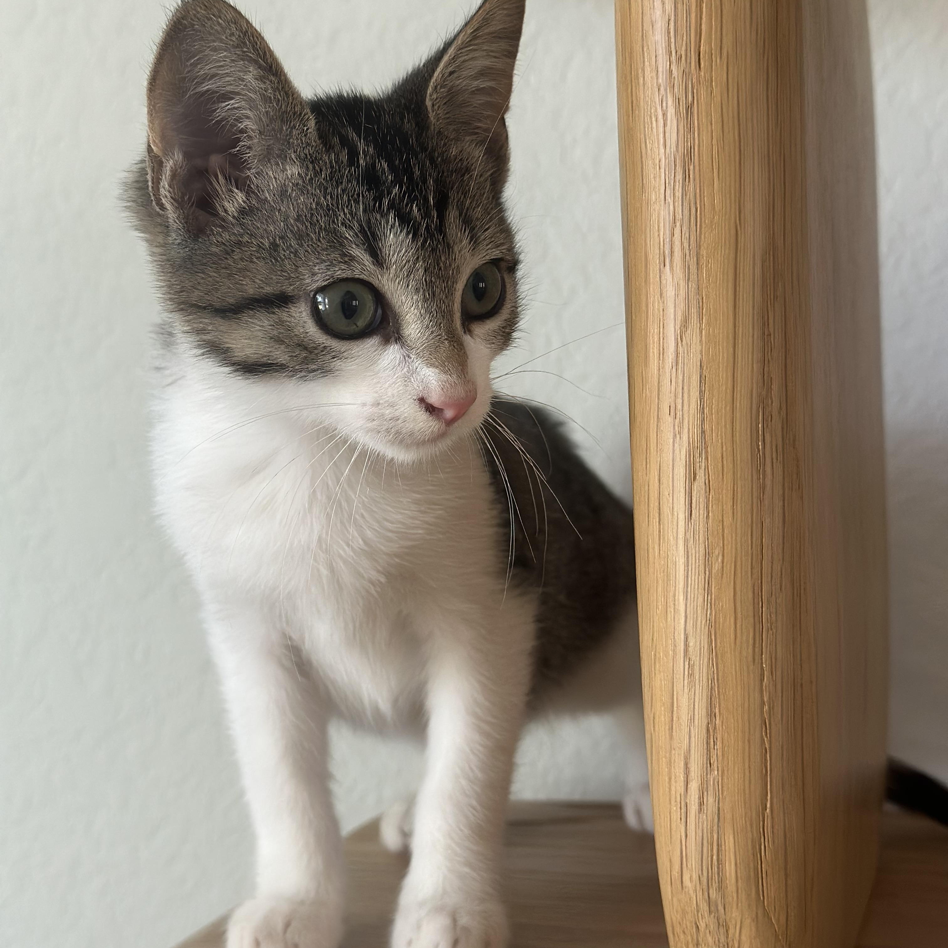 Beau, an adoptable Domestic Short Hair in Boise , ID, 83716 | Photo Image 2