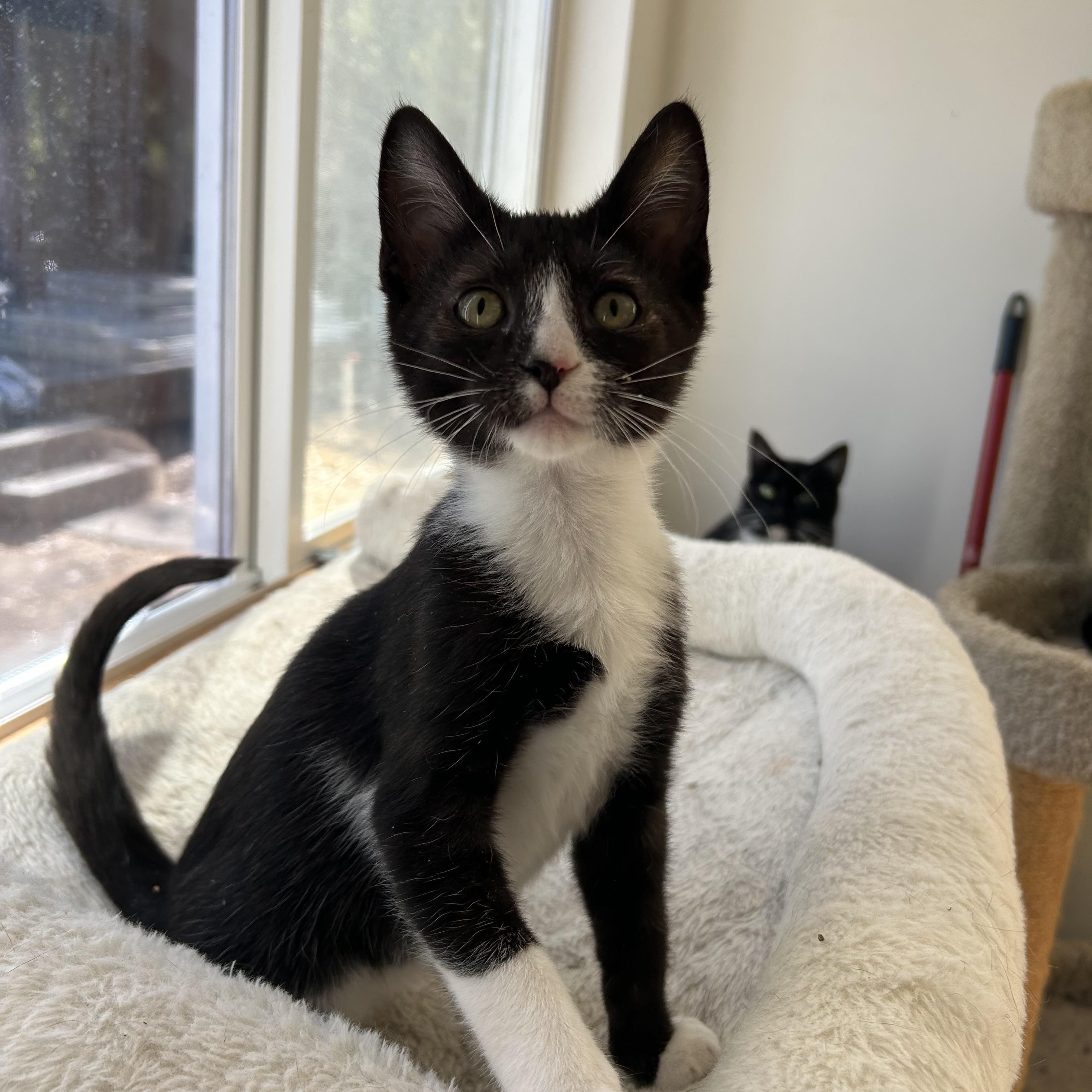 Henri, Adoptable, Kitten Male Tuxedo & Domestic Short Hair.