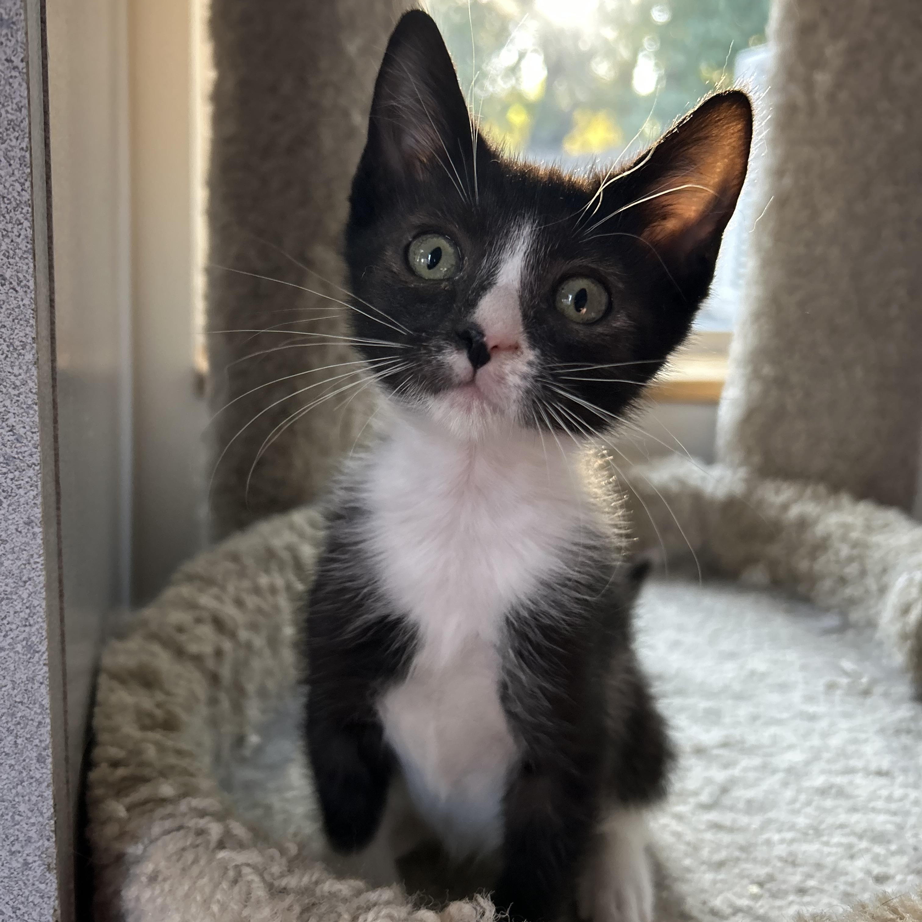 Enlarge Henri, a Adoptable mixed breed in Sacramento, CA image 4/6