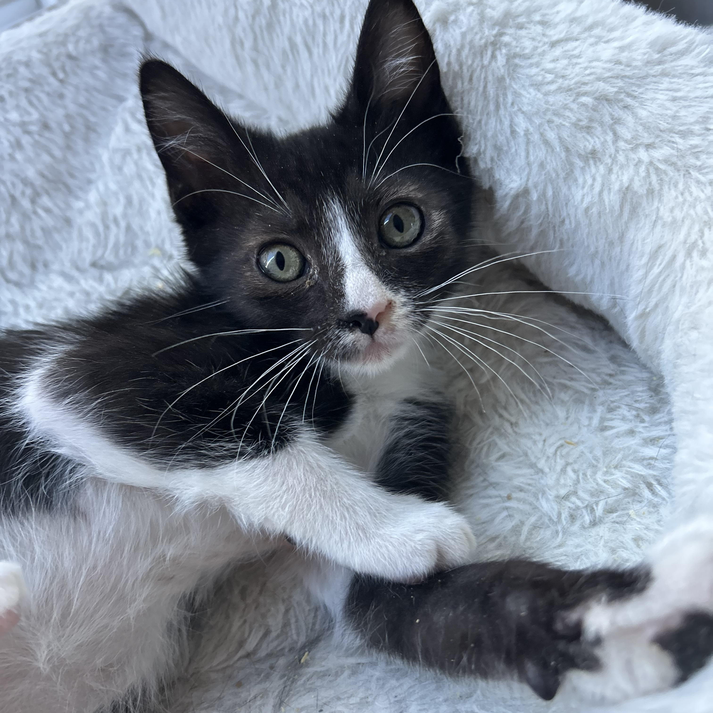 Enlarge Henri, a Adoptable mixed breed in Sacramento, CA image 5/6