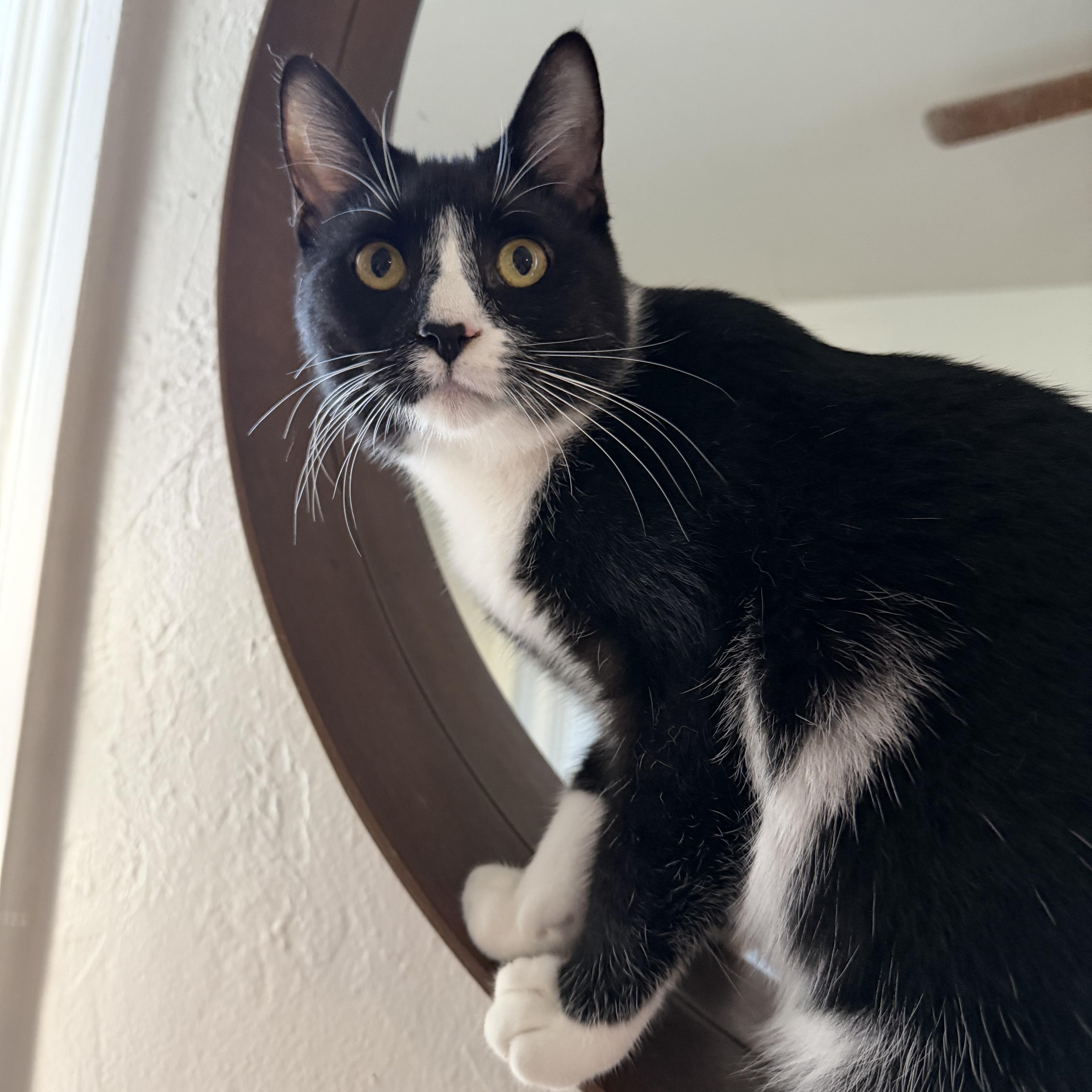 Henri, a Adoptable mixed breed in Sacramento, CA image 1/5