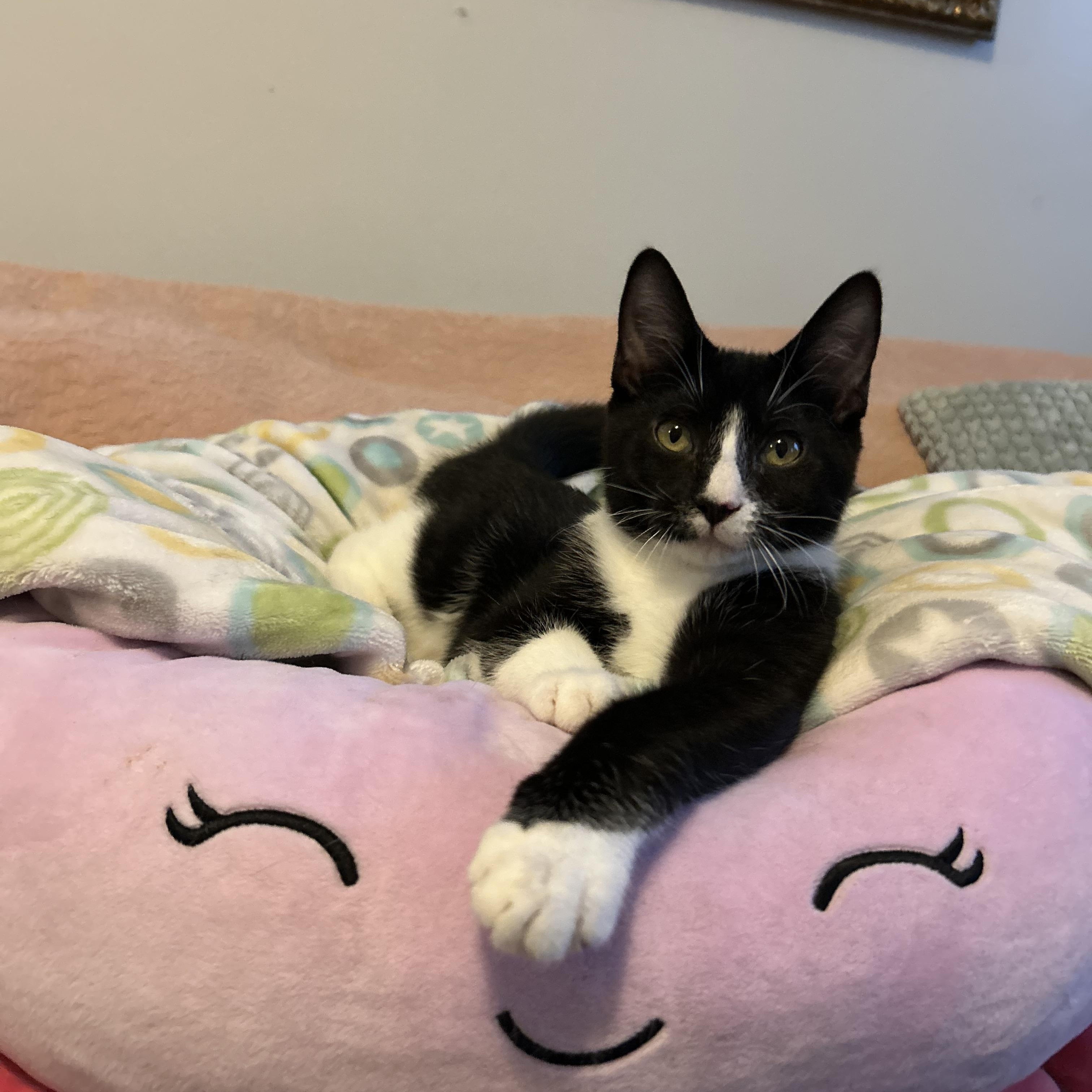 Henri, a Adoptable mixed breed in Sacramento, CA image 5/5