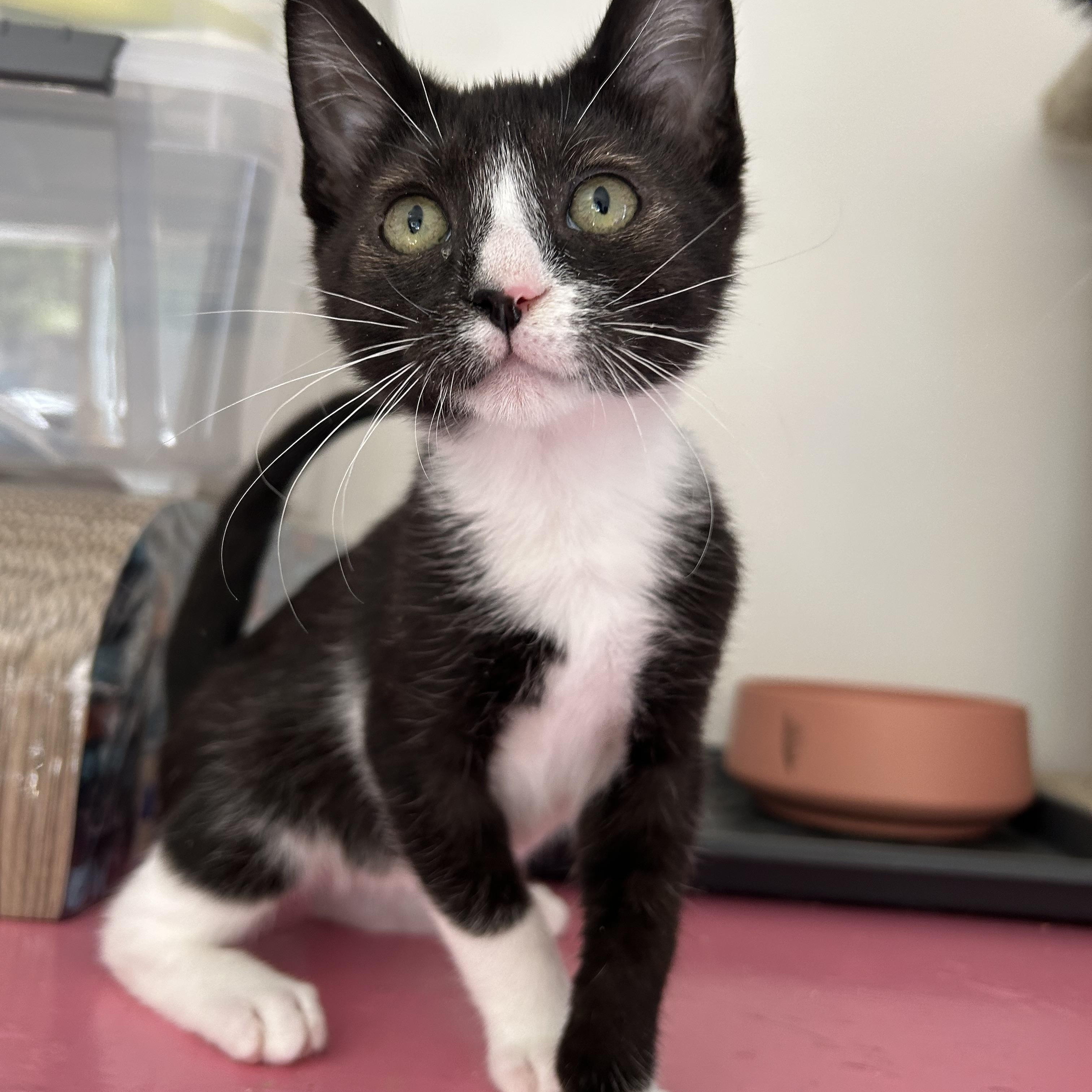 Enlarge Henri, a Adoptable mixed breed in Sacramento, CA image 3/6