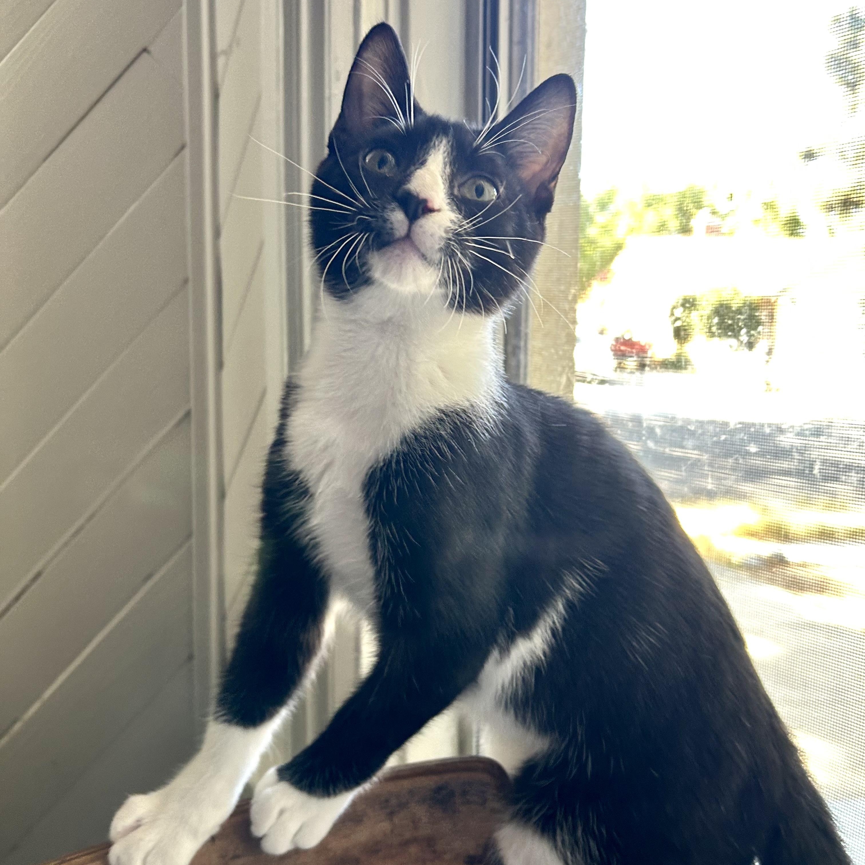 Enlarge Henri, a Adoptable mixed breed in Sacramento, CA image 2/6