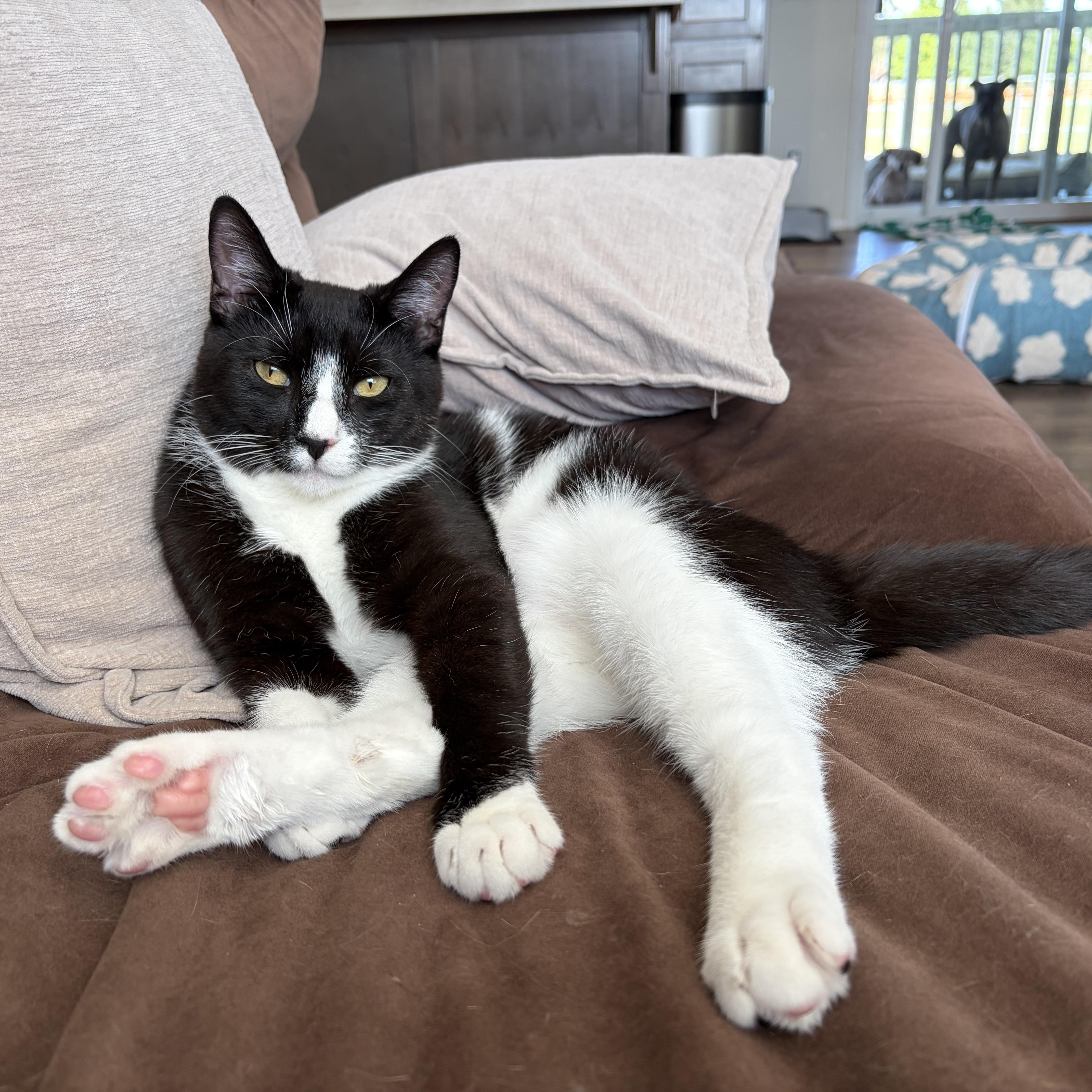 Enlarge Henri, an adoptable mixed breed in Sacramento, CA image 2/6