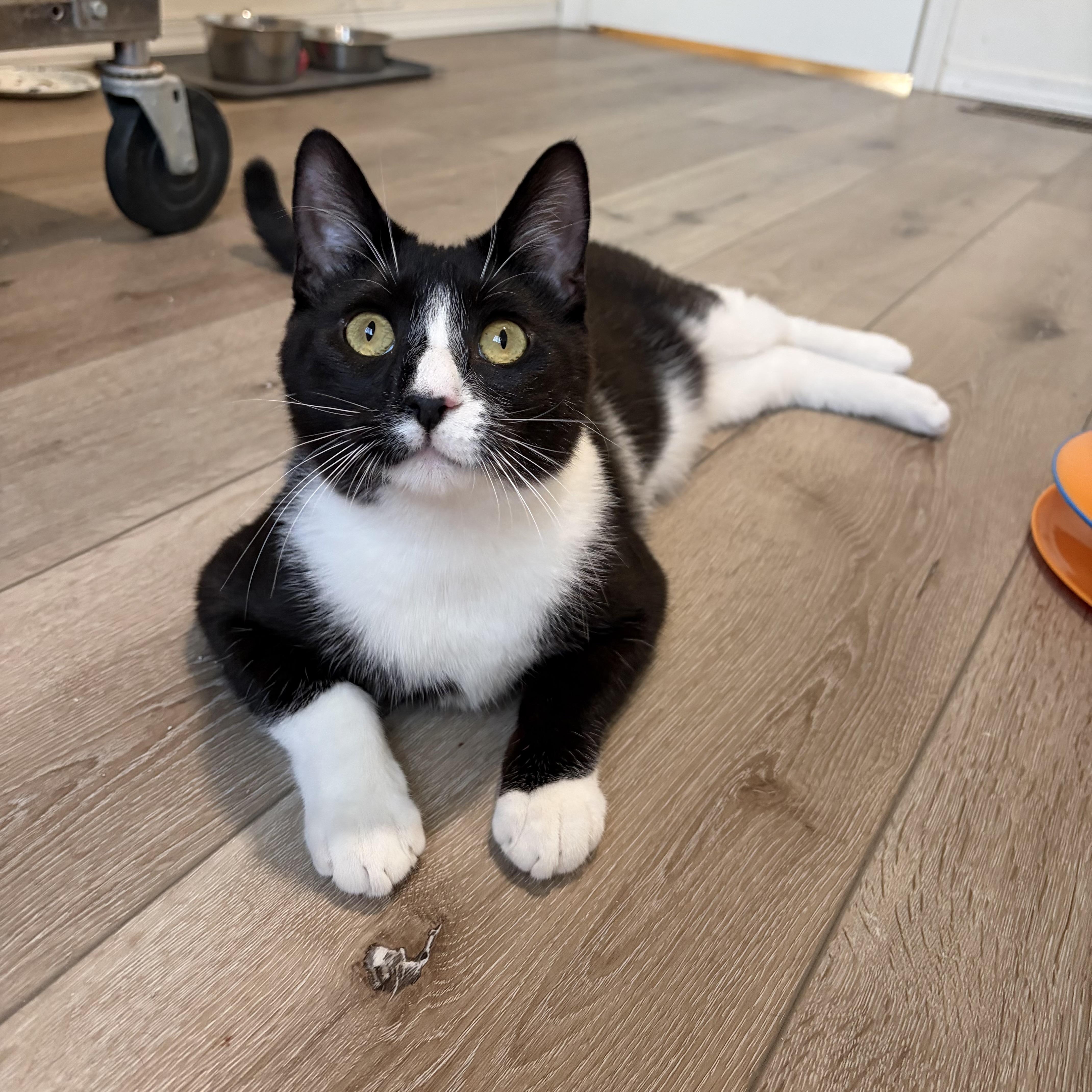 Henri, adoptable, Young Male Tuxedo & Domestic Short Hair.