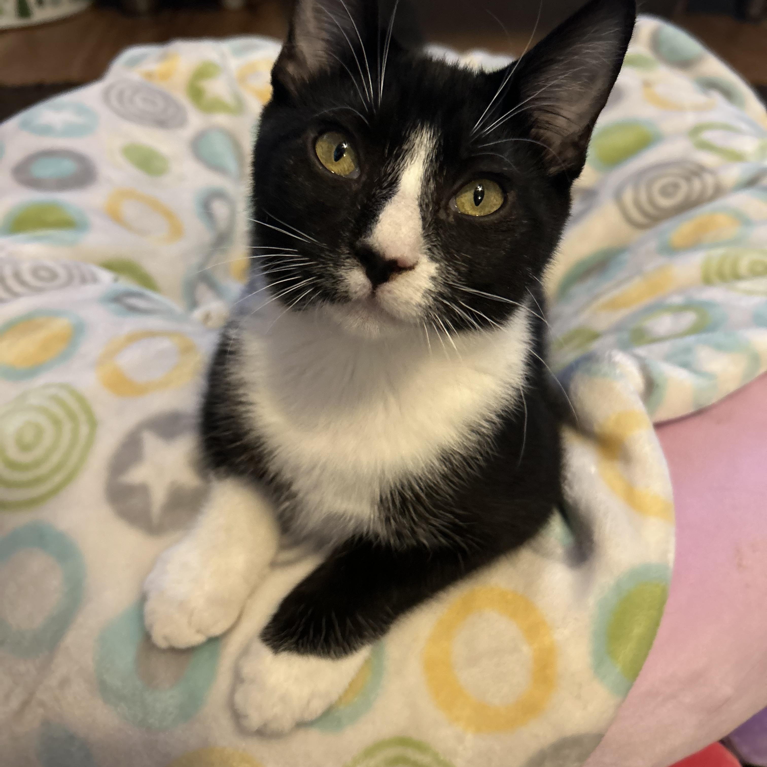 Henri, adoptable, Young Male Tuxedo & Domestic Short Hair.