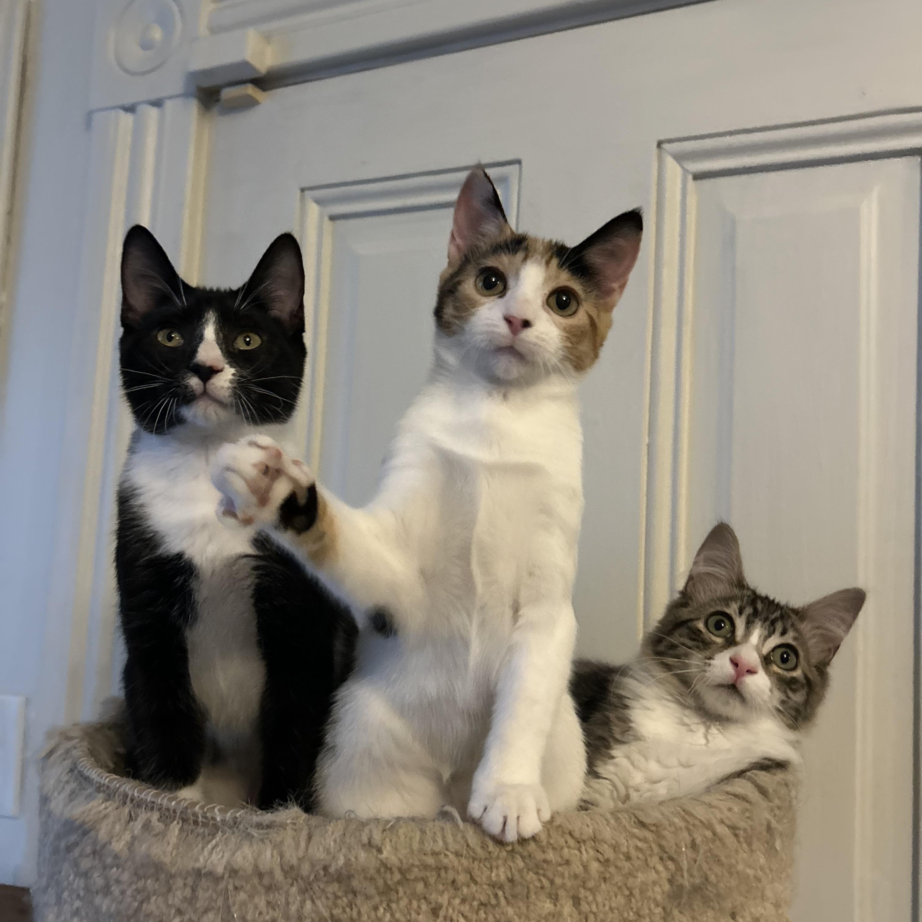 Henri, a Adoptable mixed breed in Sacramento, CA image 3/5