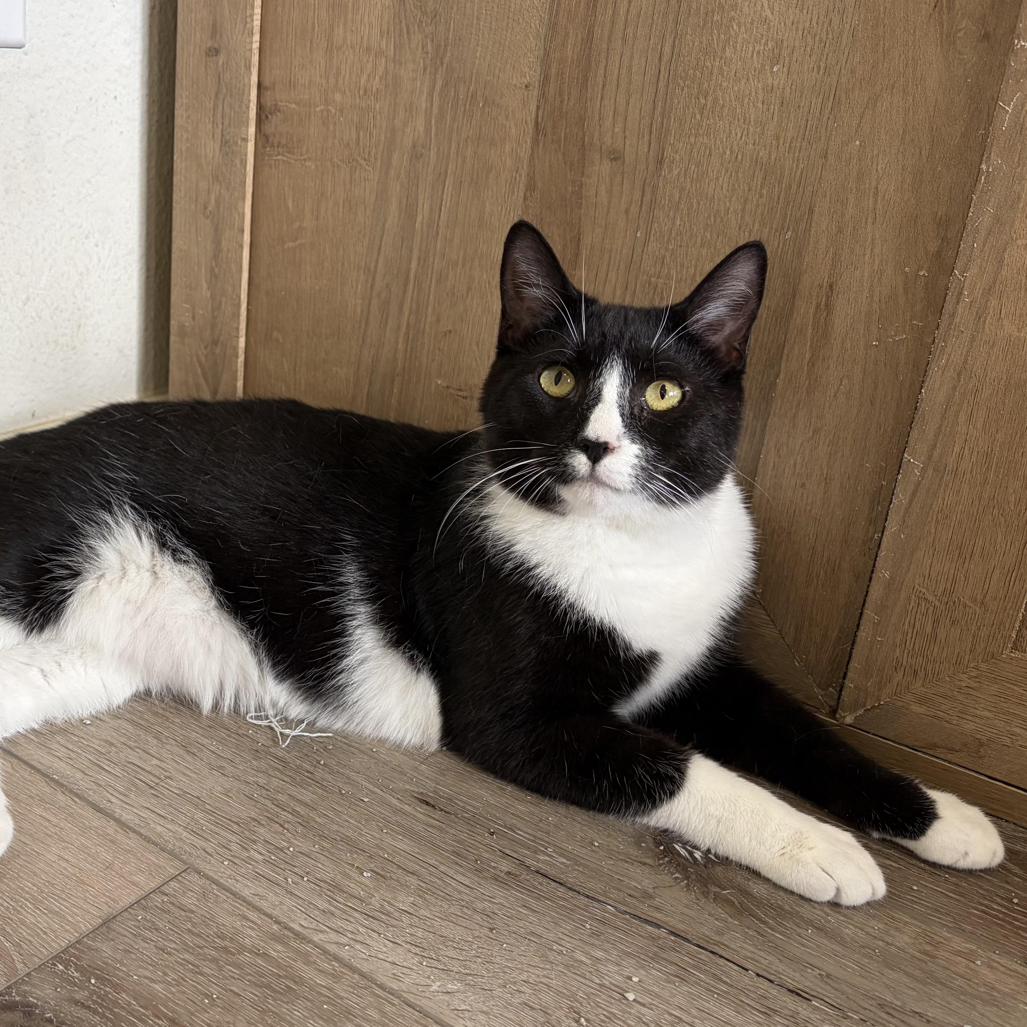 Henri, an adoptable mixed breed in Sacramento, CA image 1/6