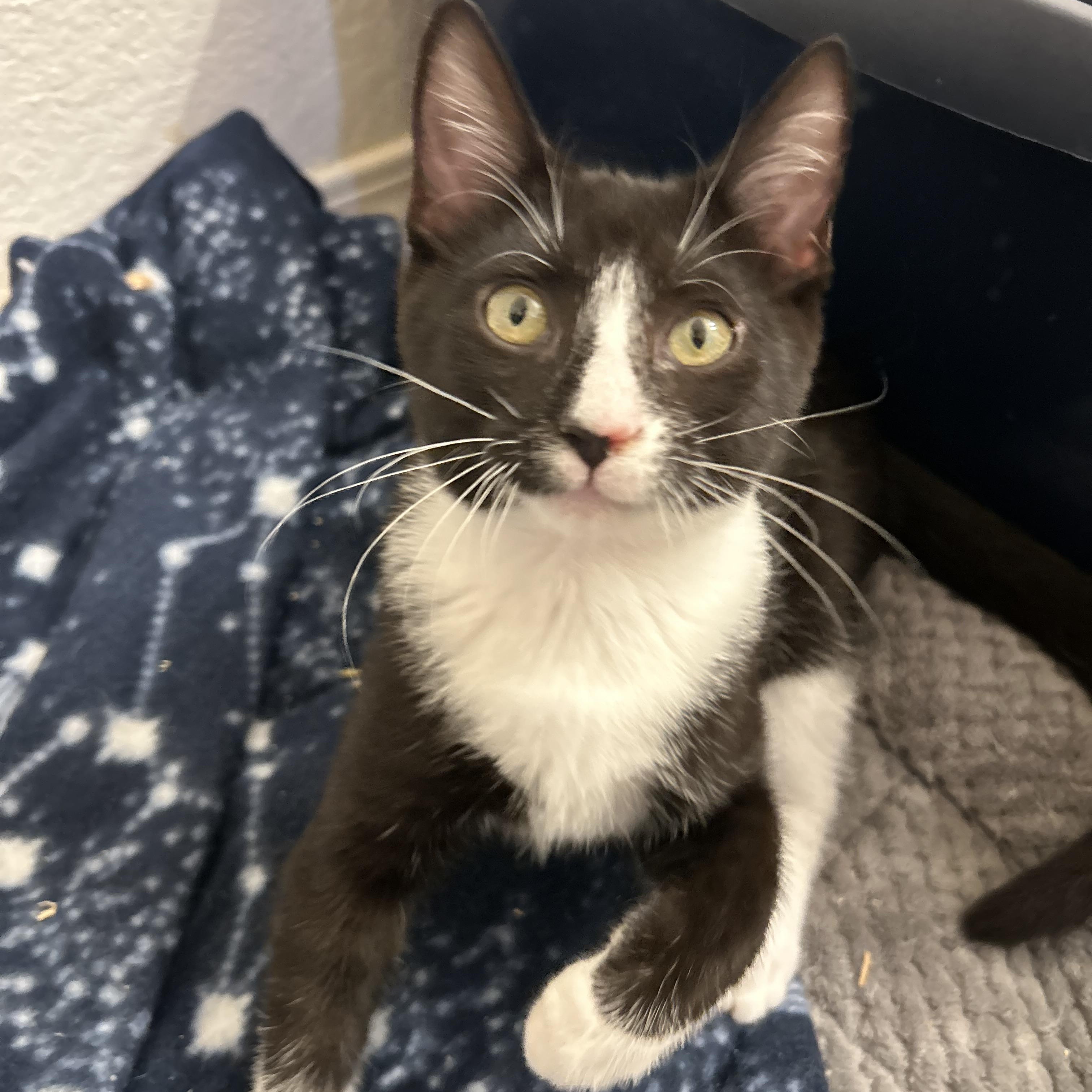 Enlarge Henri, a Adoptable mixed breed in Sacramento, CA image 6/6