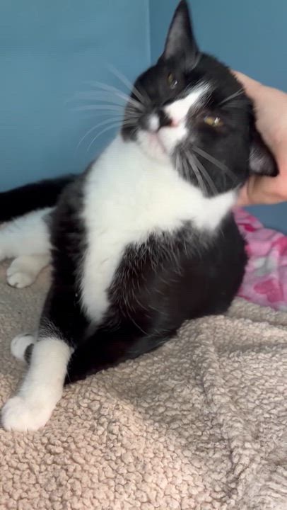 Enlarge Henri, an adoptable mixed breed in Sacramento, CA video 6/6