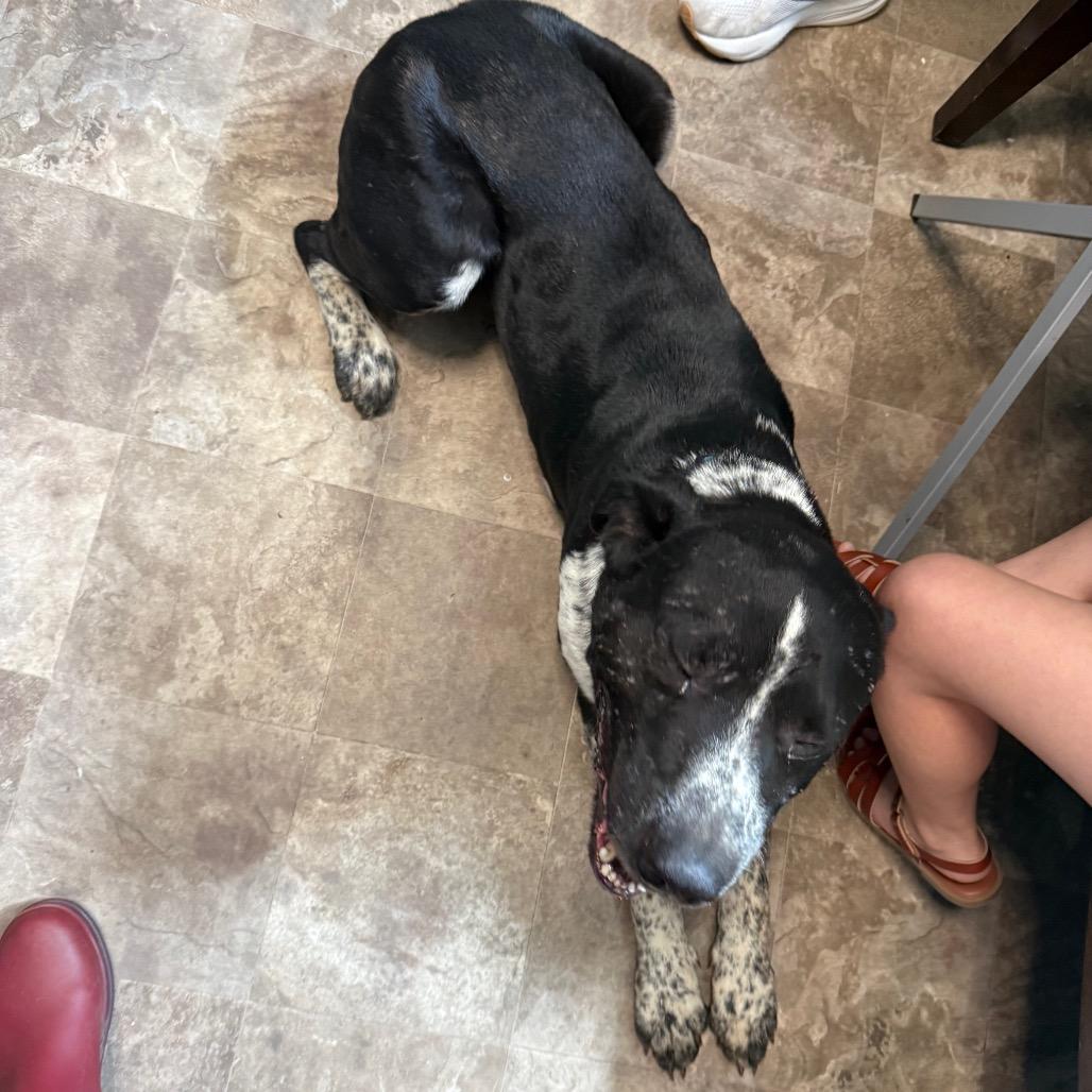 Enlarge Justice, a Adoptable mixed breed in Floresville, TX image 1/6