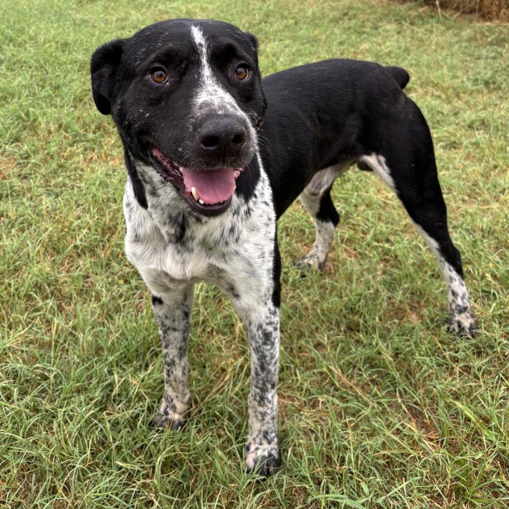 Enlarge Justice, a Adoptable mixed breed in Floresville, TX image 2/6