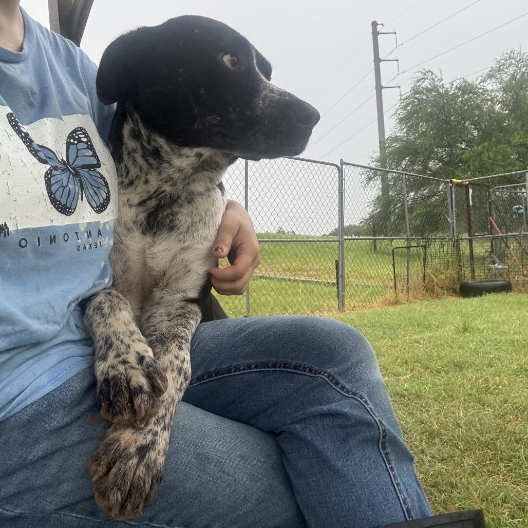 Enlarge Justice, a Adoptable mixed breed in Floresville, TX image 3/6
