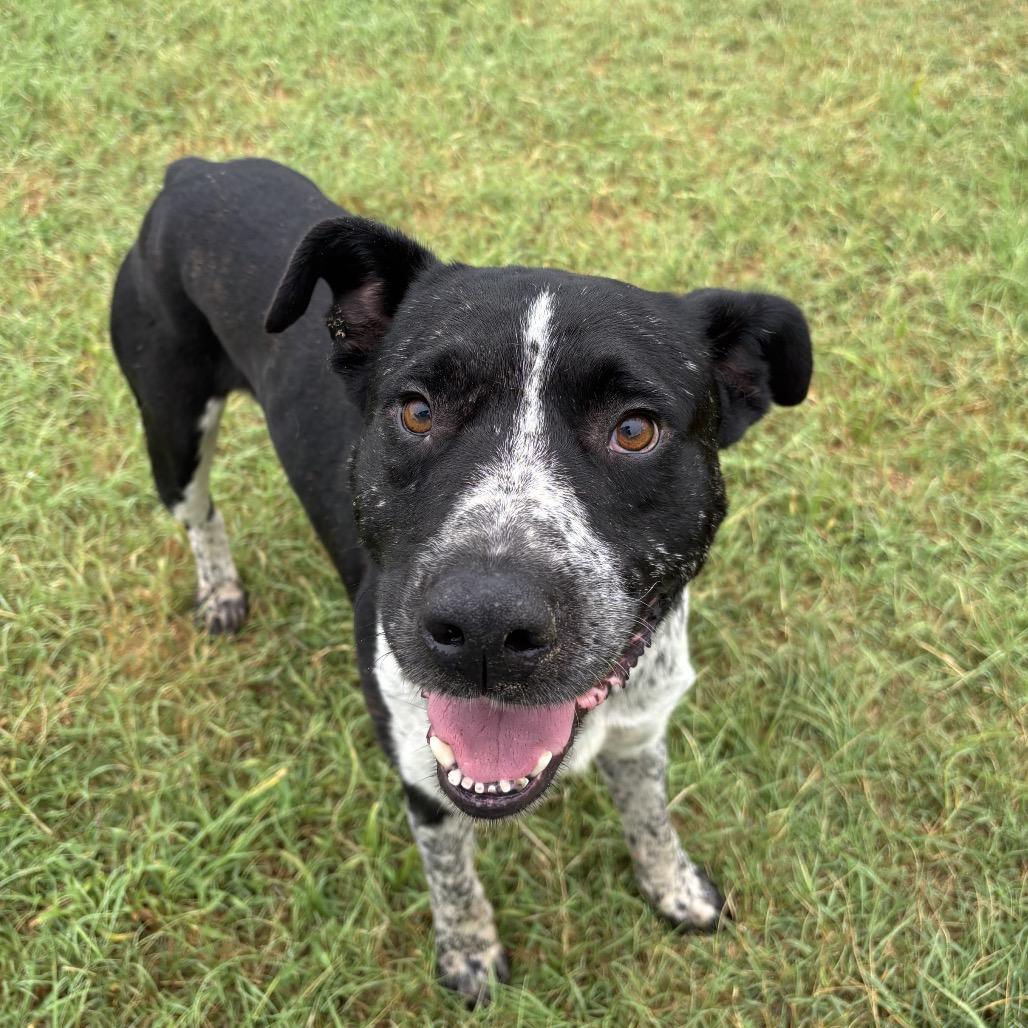 Enlarge Justice, a Adoptable mixed breed in Floresville, TX image 4/6
