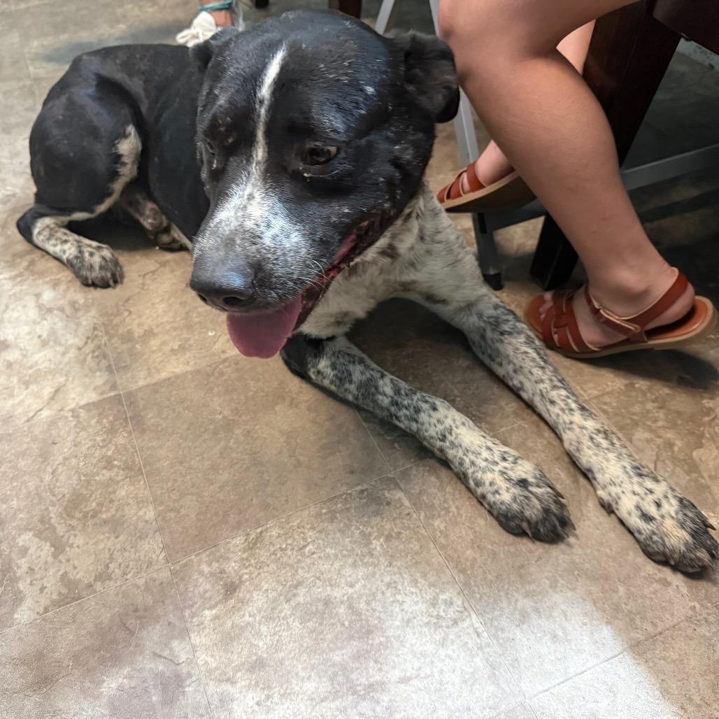 Enlarge Justice, a Adoptable mixed breed in Floresville, TX image 5/6
