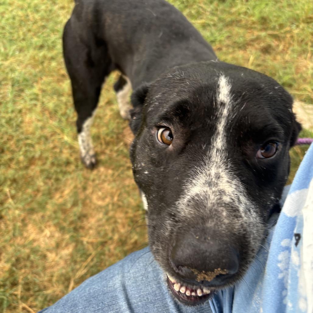 Enlarge Justice, a Adoptable mixed breed in Floresville, TX image 6/6