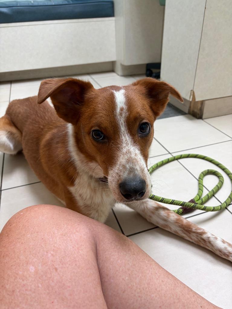 Chili, a Adoptable mixed breed in Hampton, VA image 1/6