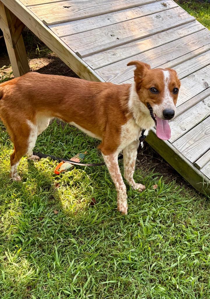 Chili, a Adoptable mixed breed in Hampton, VA image 2/6