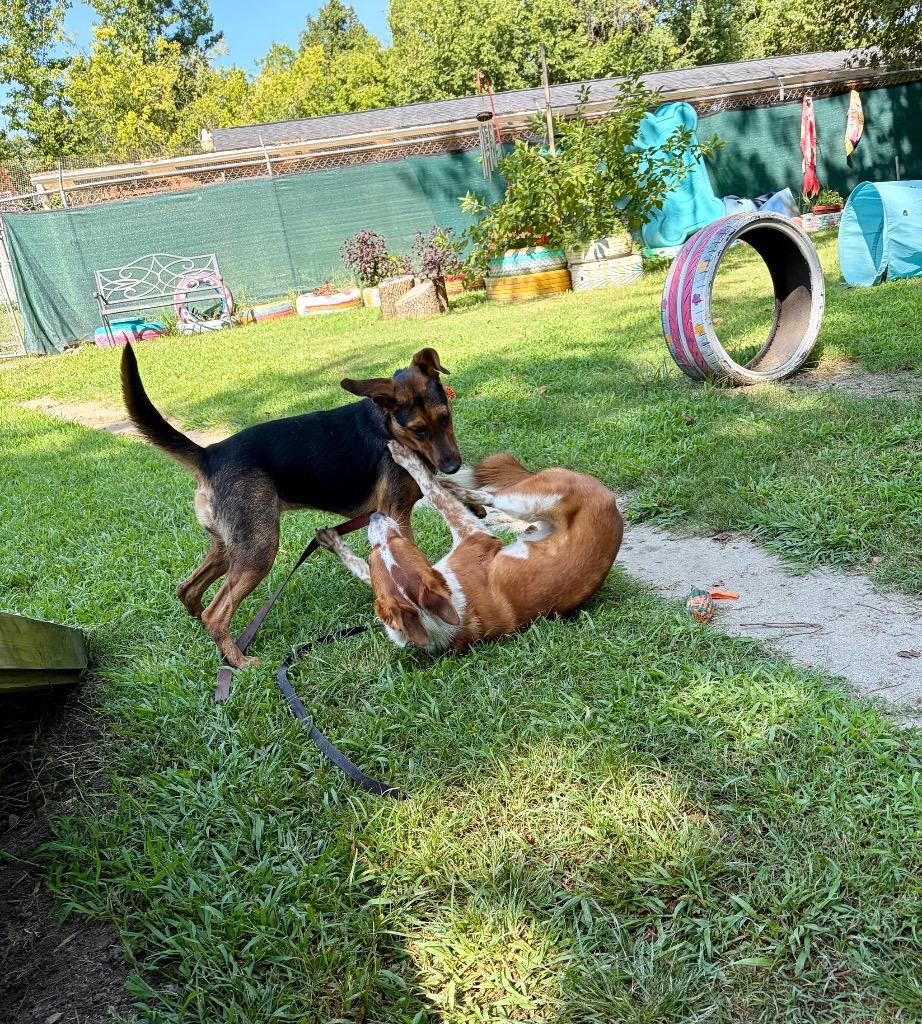 Chili, a Adoptable mixed breed in Hampton, VA image 3/6