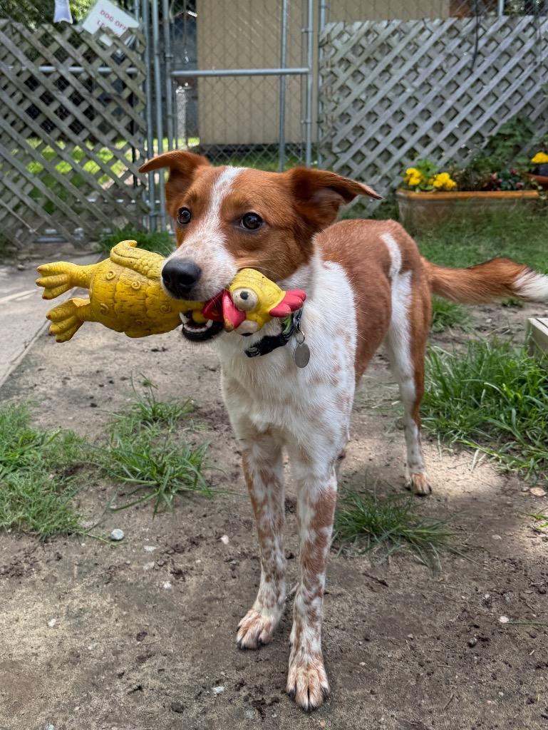 Chili, a Adoptable mixed breed in Hampton, VA image 4/6