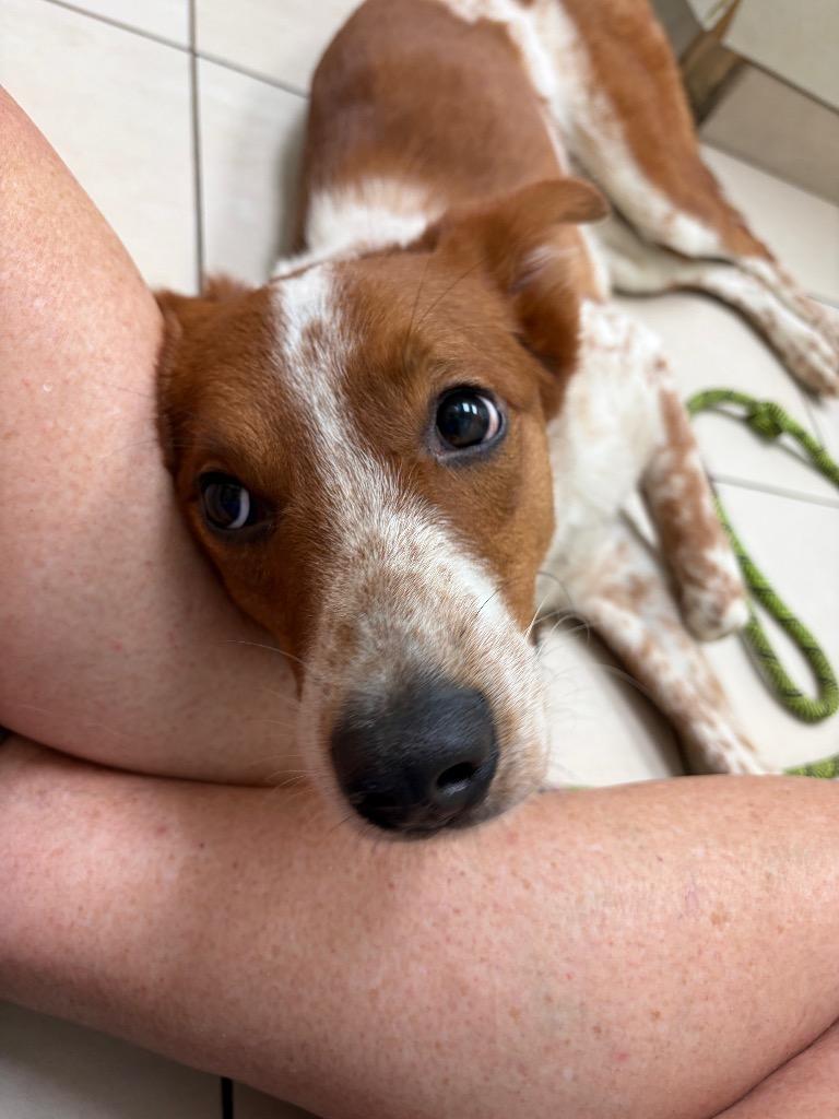 Chili, a Adoptable mixed breed in Hampton, VA image 5/6