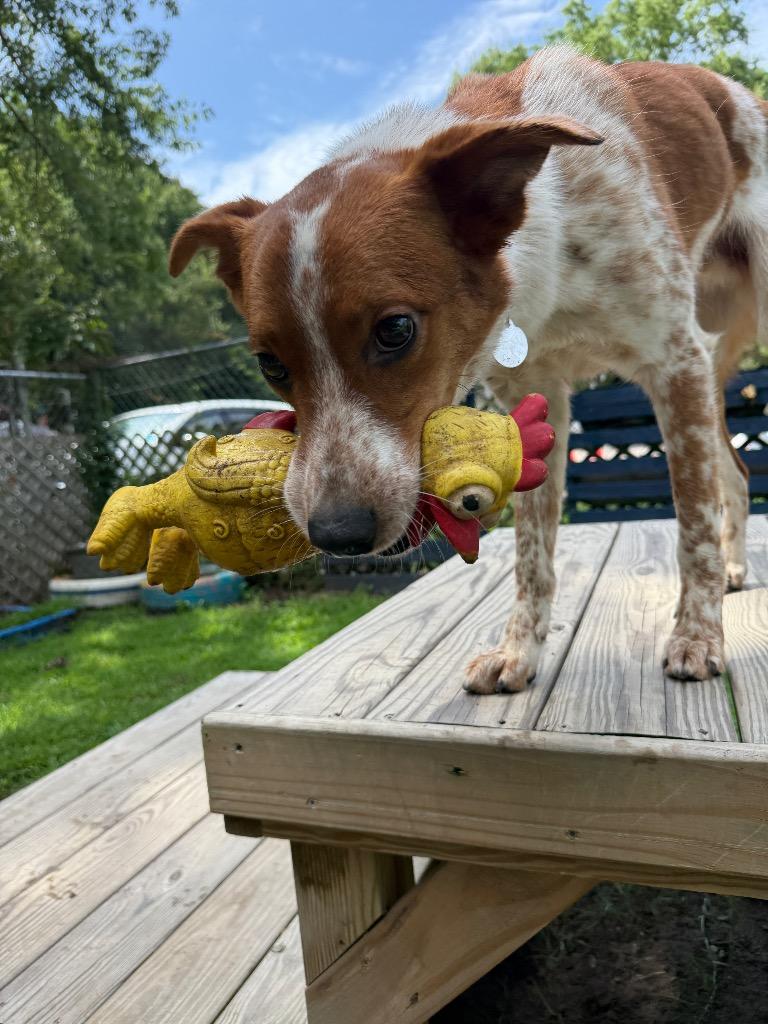 Chili, a Adoptable mixed breed in Hampton, VA image 6/6