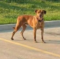 Enlarge CARWASH BUDDY LIVES AT THE CARWASH, a Adoptable mixed breed in Garland, TX image 1/6