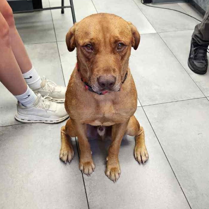 Enlarge CARWASH BUDDY LIVES AT THE CARWASH, a Adoptable mixed breed in Garland, TX image 3/6