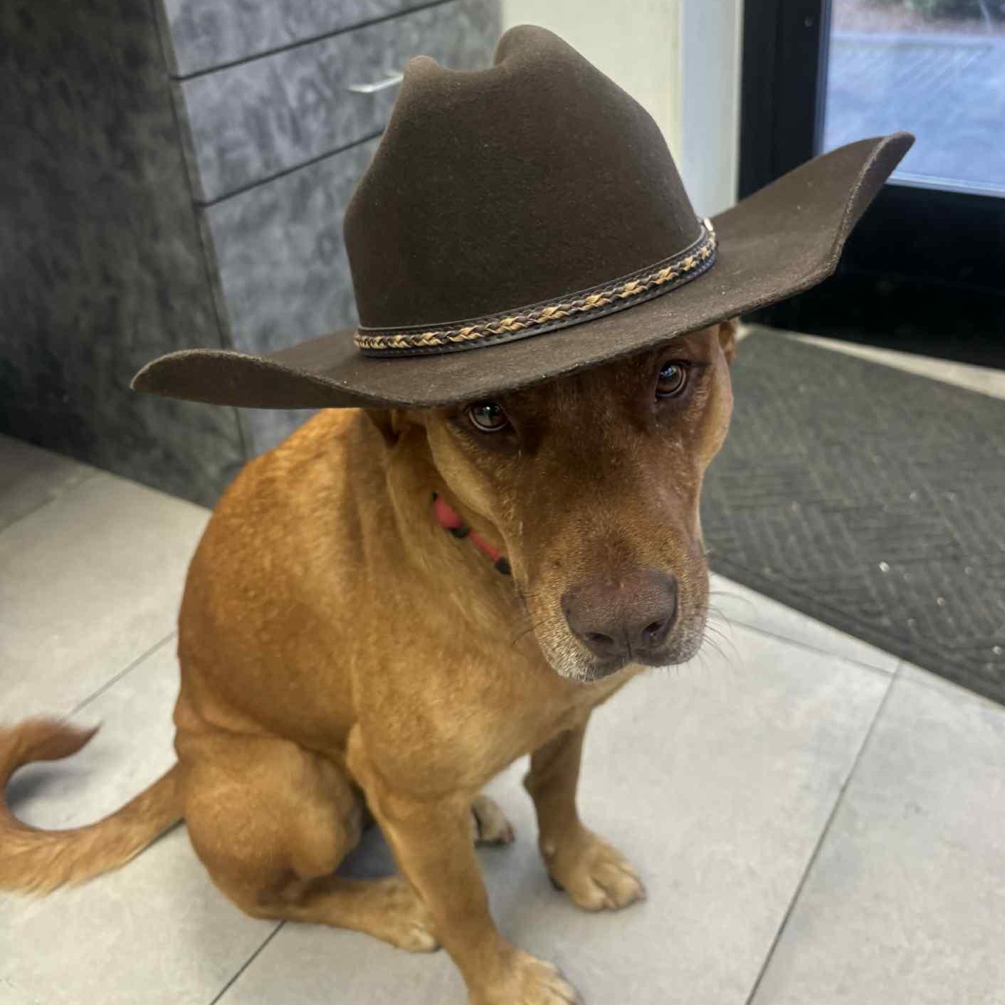 Enlarge CARWASH BUDDY LIVES AT THE CARWASH, a Adoptable mixed breed in Garland, TX image 6/6