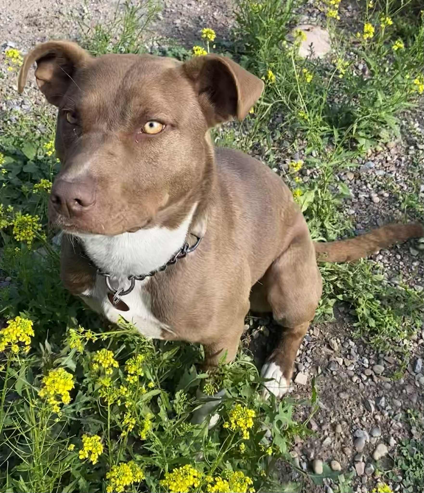 Miranda, an adoptable Mixed Breed in Polson, MT, 59860 | Photo Image 2