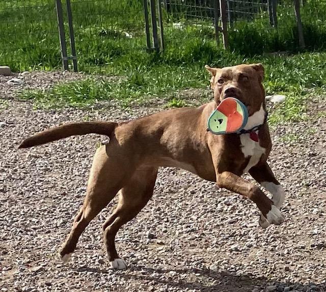 Miranda, an adoptable Mixed Breed in Polson, MT, 59860 | Photo Image 4