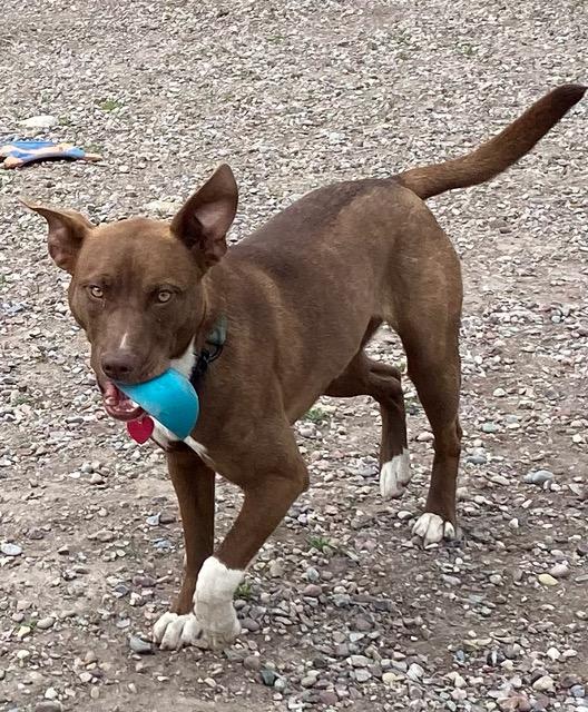 Miranda, an adoptable Mixed Breed in Polson, MT, 59860 | Photo Image 6
