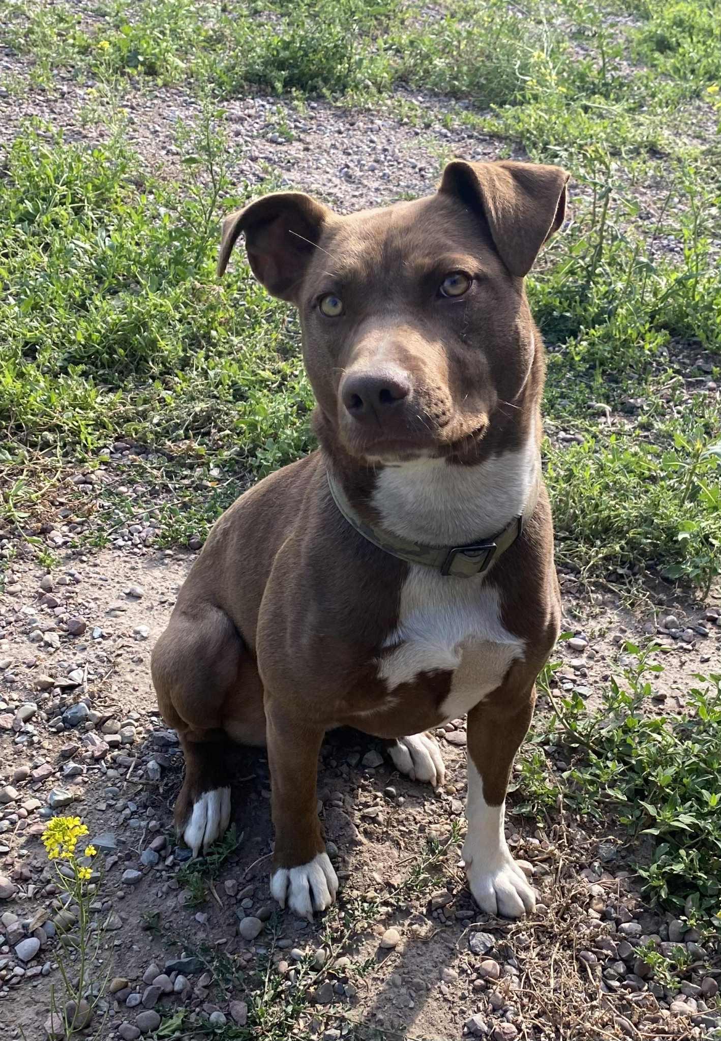 Miranda, an adoptable Mixed Breed in Polson, MT, 59860 | Photo Image 3